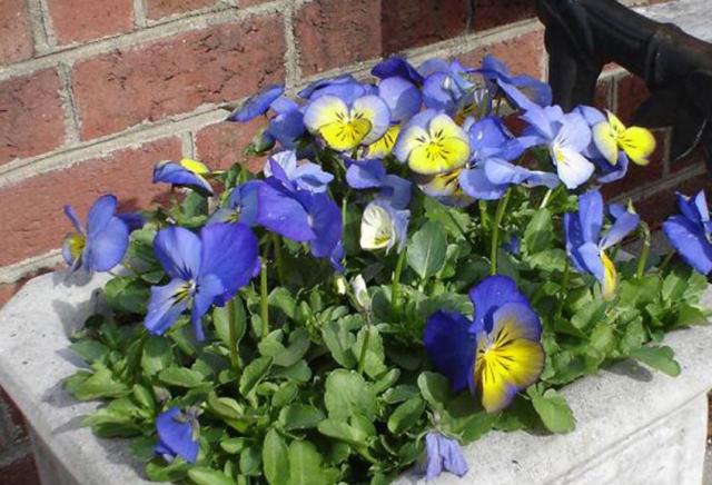 Pansies flowers in large pot photos.JPG