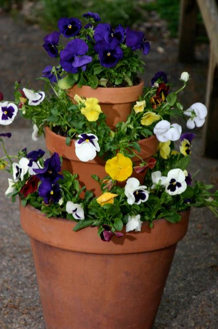 Pansies flowers in pots photos.JPG