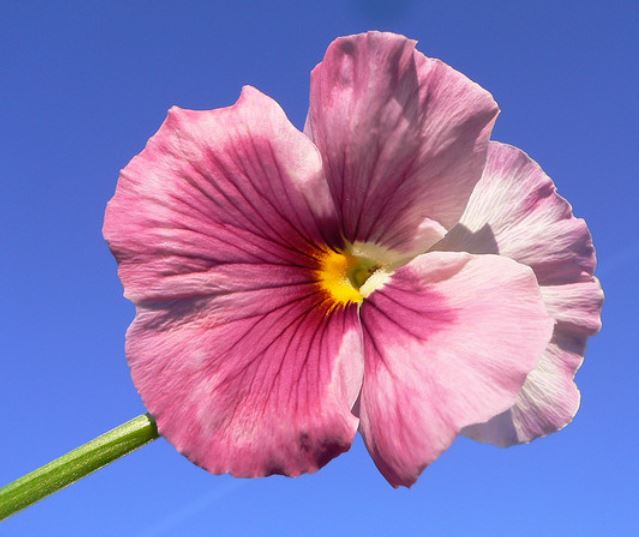 Pink pansies flowers garden.JPG