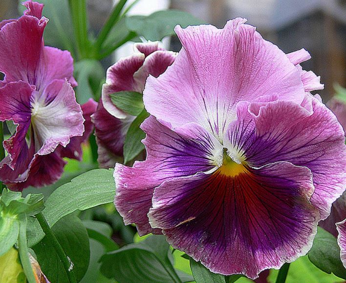 Purple spring flowers pictures.JPG