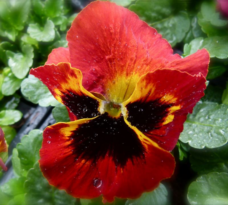 Red pansy flowers pictures.JPG