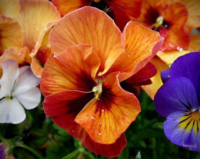 Spring flower bed with pansies.JPG