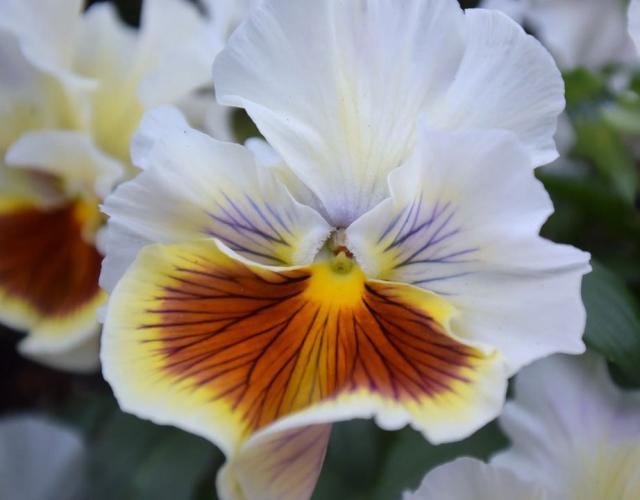 White spring flowers images.JPG