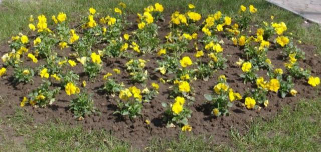 Yellow garden pansies flowers bed.JPG