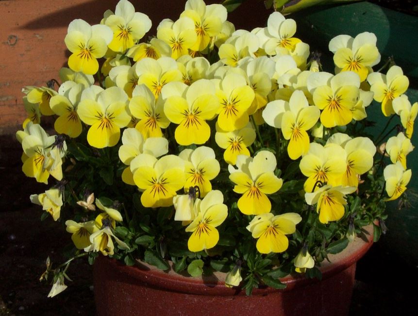 Yellow pansies flowers in pot picture.JPG