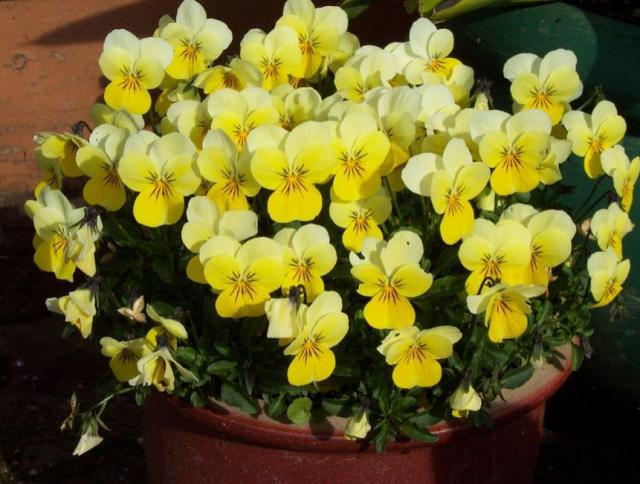 Yellow pansies flowers in pot picture.JPG