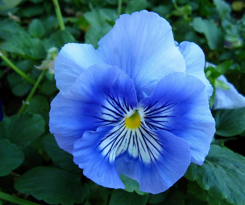 Annual flowers pictures in blue and loves cool weather.JPG