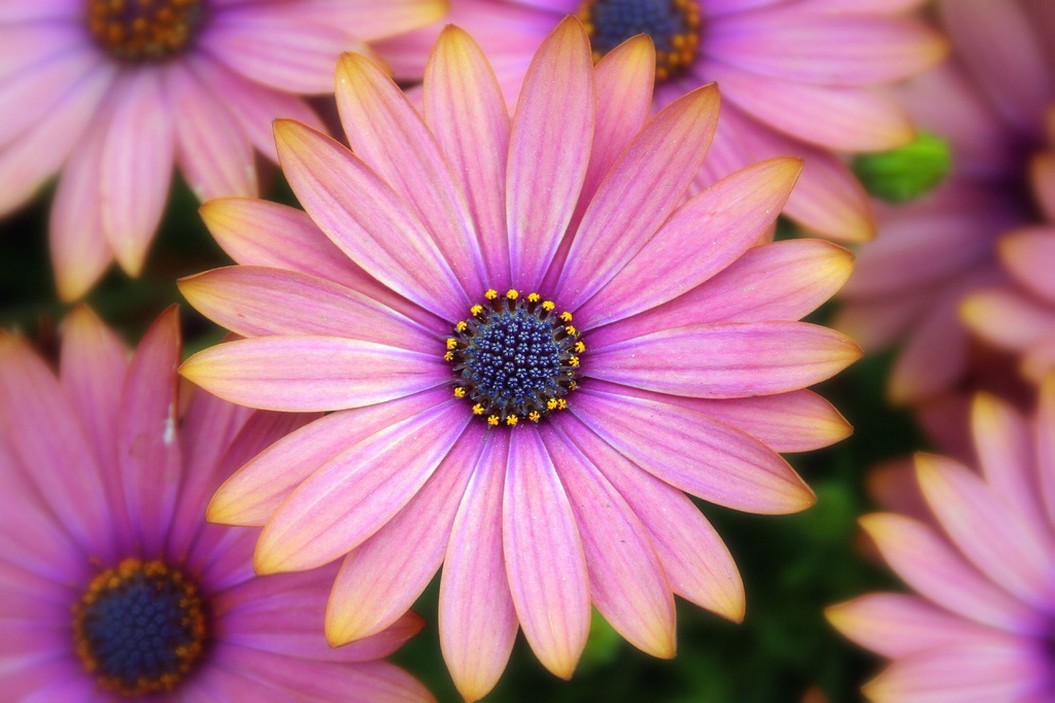 Gerbera Daisies.jpg