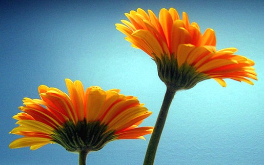 gerber daisy flower in orange.jpg