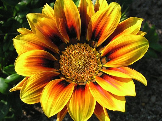 Gazania.jpg