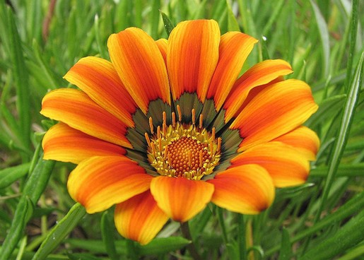 Gazania with black.jpg