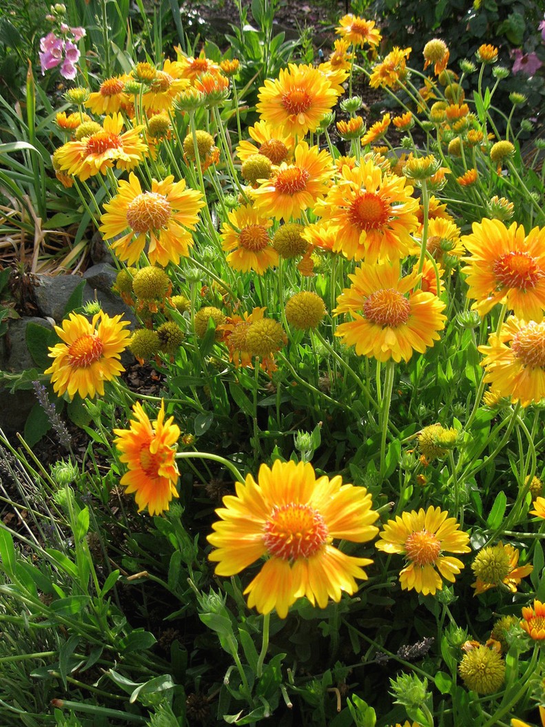 garden flowers.jpg