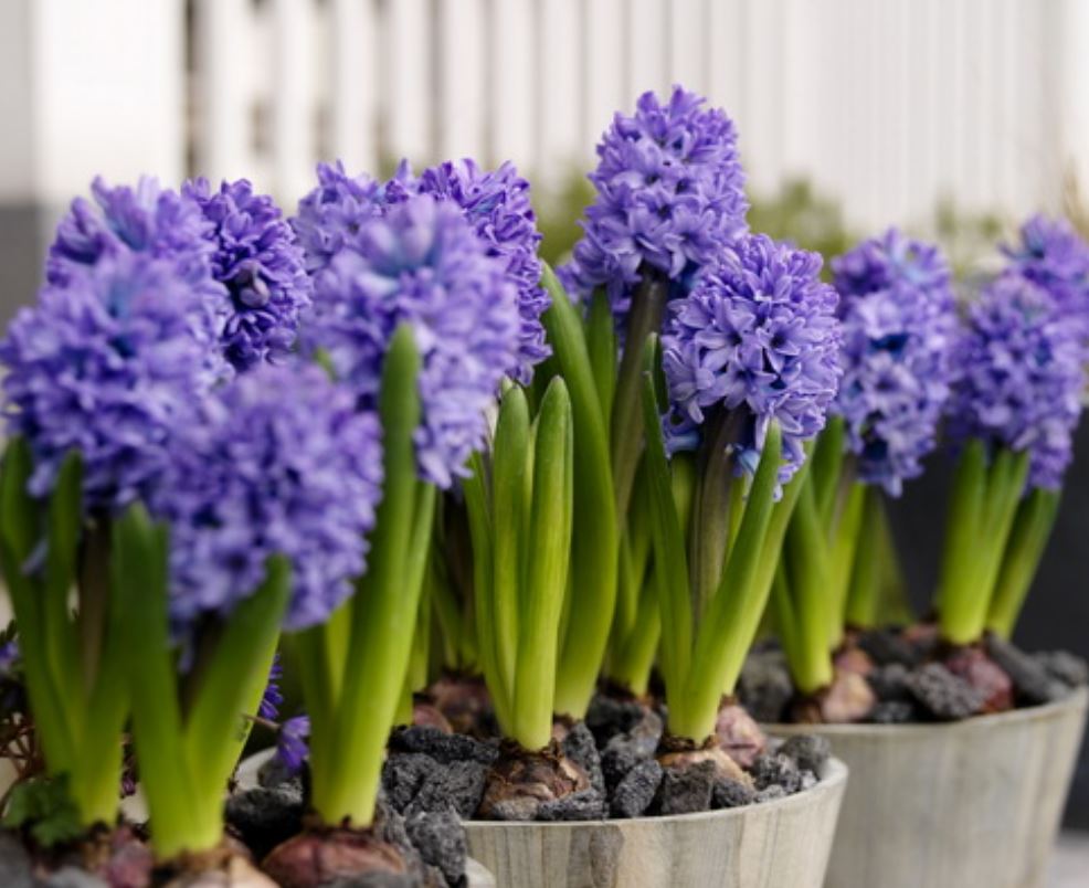 Beautiful purple Easter flowers perfect Easter gifts.JPG