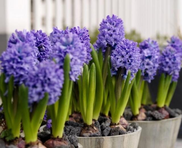 Beautiful purple Easter flowers perfect Easter gifts.JPG