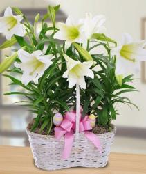 Easter flowers basket with white lilies Easter flowers and colorful Easter eggs and pink bow.JPG