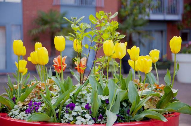 Large Easter flowers with many different flowers in big planter in red.JPG