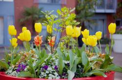 Large Easter flowers with many different flowers in big planter in red.JPG
