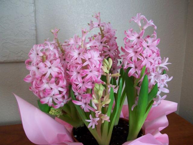 Pink flowers plants perfect for Easter flower gift picture.JPG