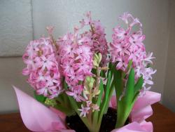 Pink flowers plants perfect for Easter flower gift picture.JPG
