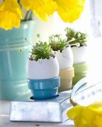 Three egg planters with catus flowers picture.JPG