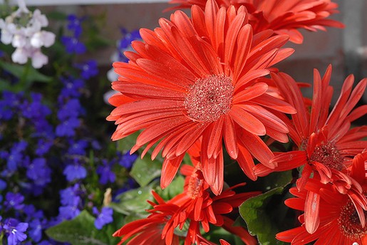 garden flowers in orange.jpg