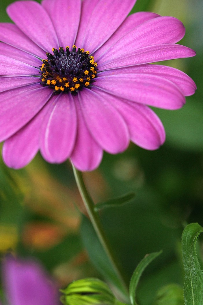 gallery of flower.jpg