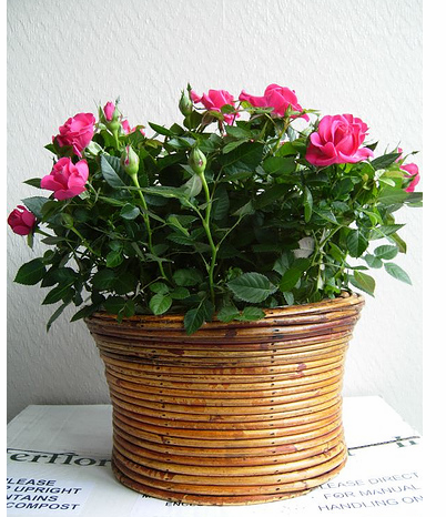 Baby roses in tan basket for moms.PNG