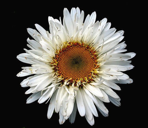 gallery daisy.jpg