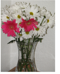 Daisy flowers with hot pink flowers for mother's day.PNG