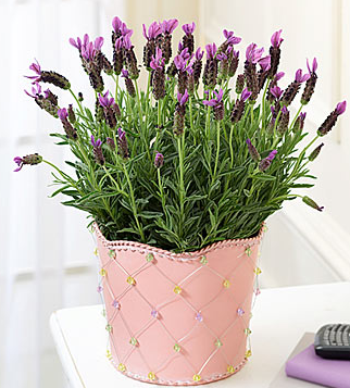 Happy mother's day flowers photos.PNG