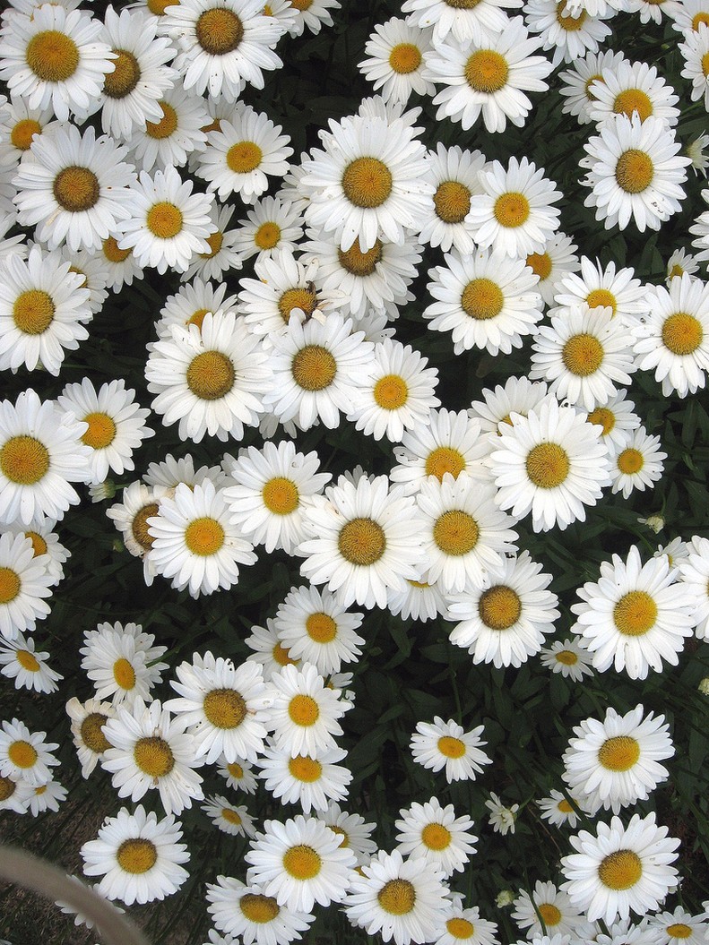 full of daisy flowers.jpg