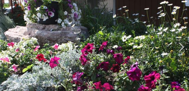 Private summer garden flowers photos.JPG