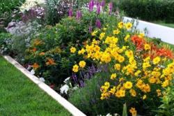 Summer Flowers Pictures