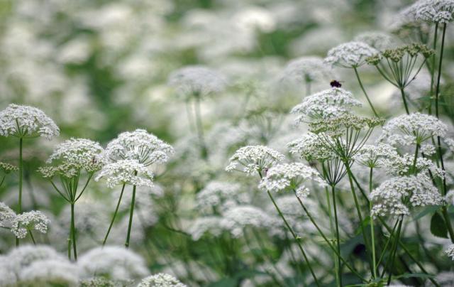 White summer flowers meadow photos.JPG