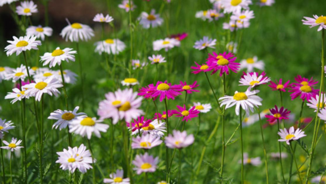 Wild summer flowers with white flowers and pink flowers photos.JPG