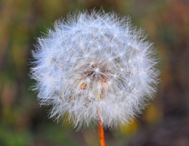 Close up picture of wild flower Dandelion.JPG