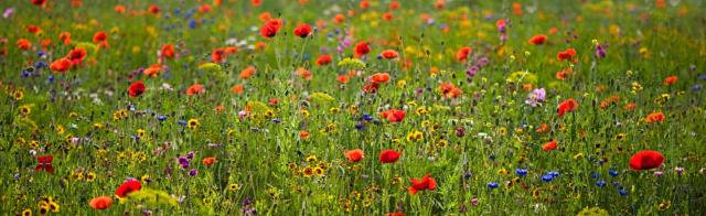 Summer flowers meadow with colorful wild flowers.JPG
