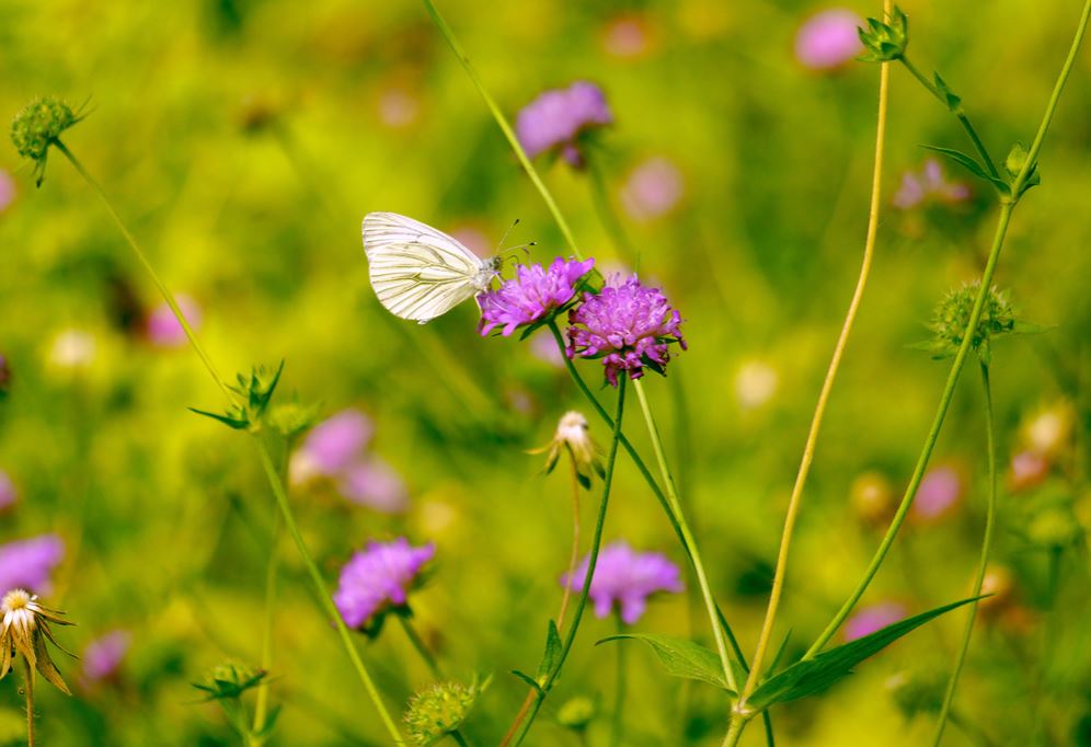 Summer flowers photos of Scabiosa in purple flowers.JPG