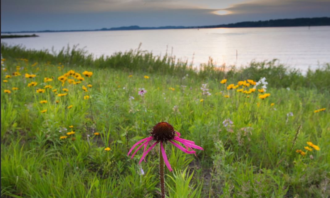 Summer flowers with beautiful wild flowers photos.JPG