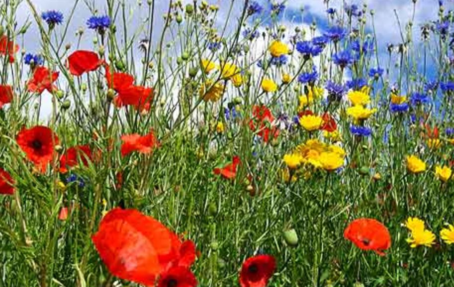 Summer wild flowers pictures.JPG
