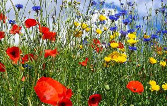 Summer wild flowers pictures.JPG