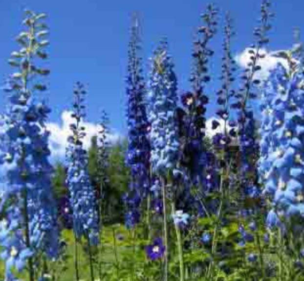 Tall blue summer flowers images.JPG