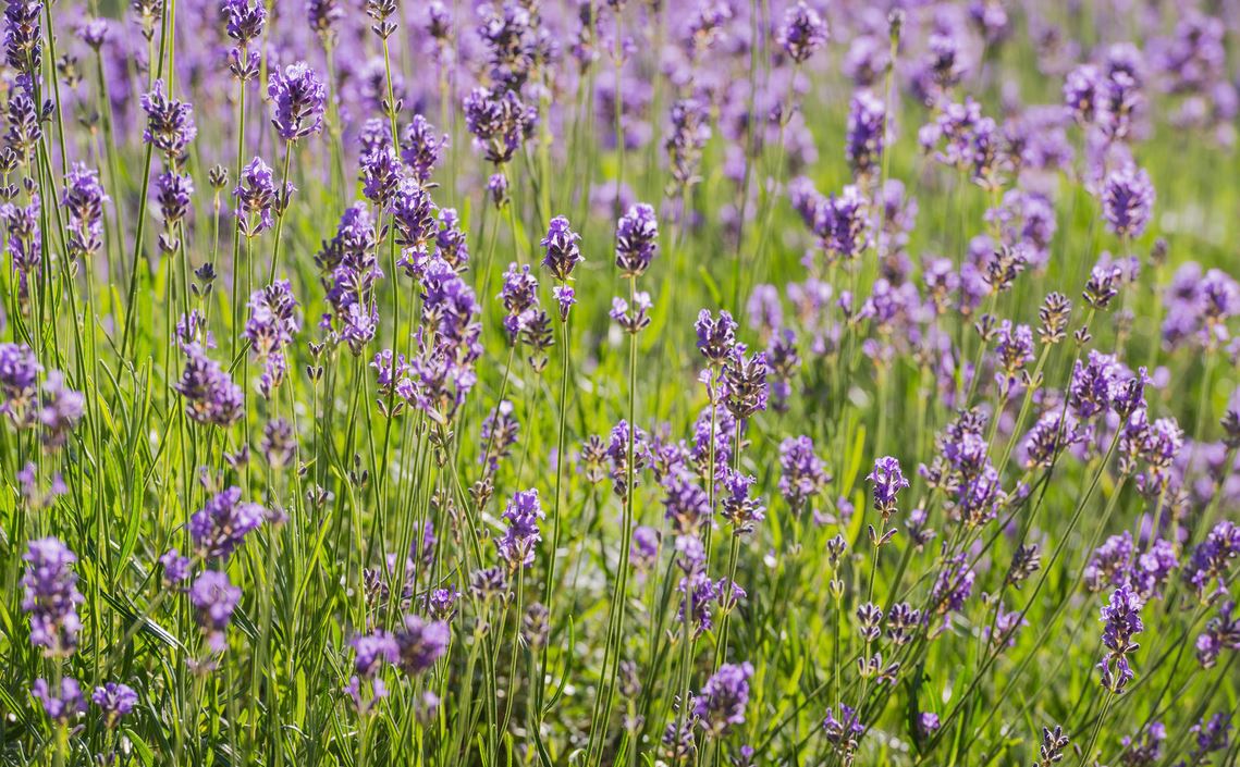 Violet Lavender flowers images.JPG