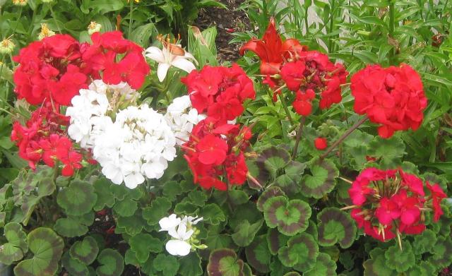 White flowers and red flowers perfect for summer garden bed pictures.JPG