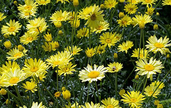 Yellow Daicies summer flowers images.JPG