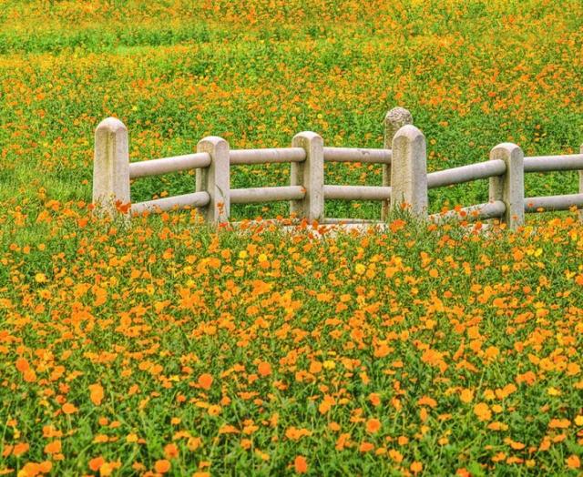 Yellow orange wild flowers pictures.JPG