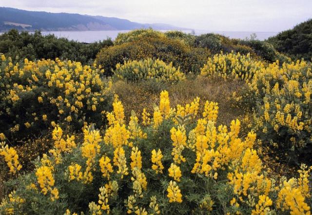 Yellow wild summer flowers photos.JPG
