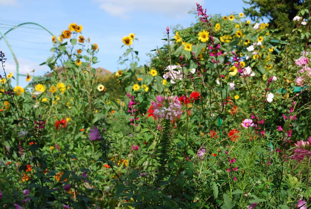 Beautiful summer flowers with many different flowers photos.JPG