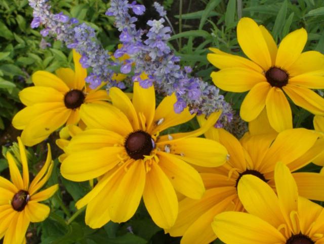 Bright colored summer flowers pictures.JPG