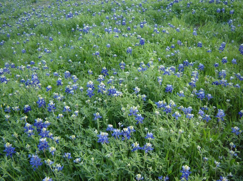 Field summer flowers in blue images.JPG